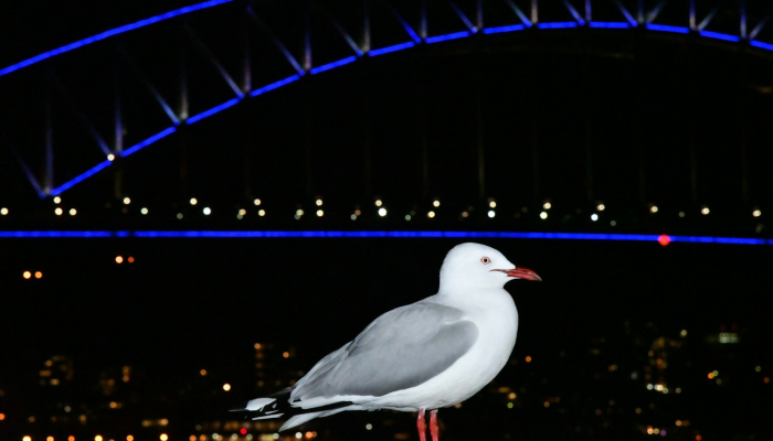 万能开挂辅助“新大海互娱开挂透视神器”(透视)其实确实有挂